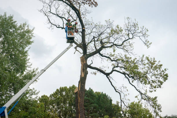 How Our Tree Care Process Works  in  Twin Lakes, VA